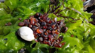 TOUR ISOLA DI SAKHALIN - 10